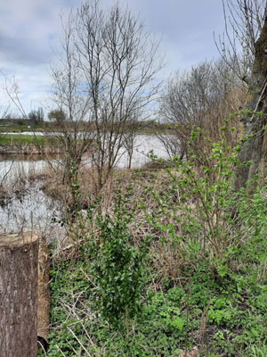 Bekijk de grote afbeelding